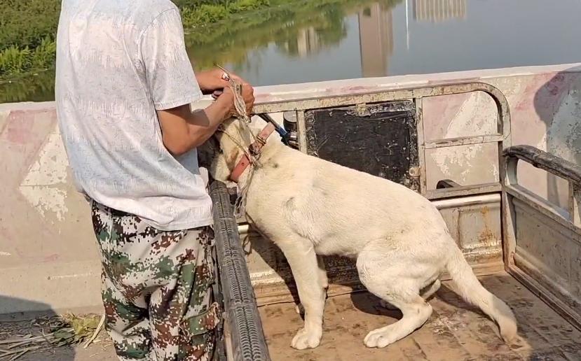 被主人抛弃的拉布拉多被人捡了,拉布拉多犬走丢一年后看见主人