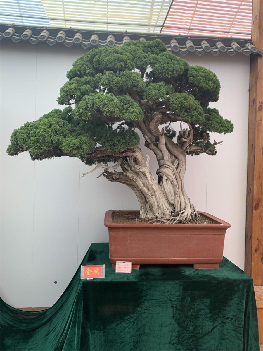 泰山杯书画展,泰山杯盆景展