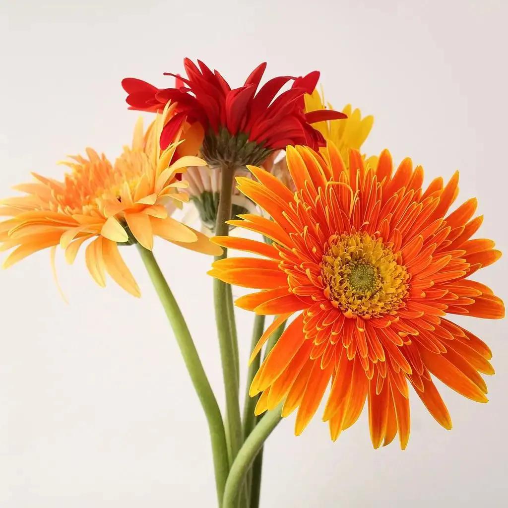 国色天香秀色可餐的美女 (秀色可餐与国色天香)