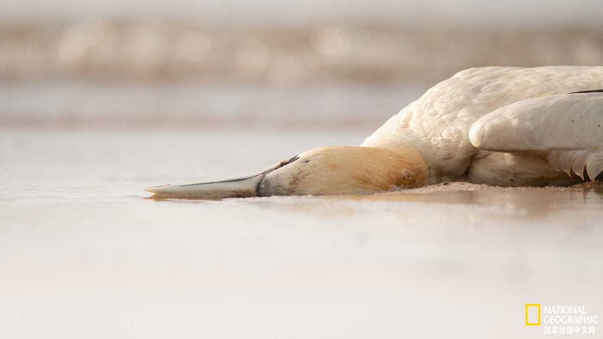 高致病性禽流感的动物,动物的高致病性禽流感
