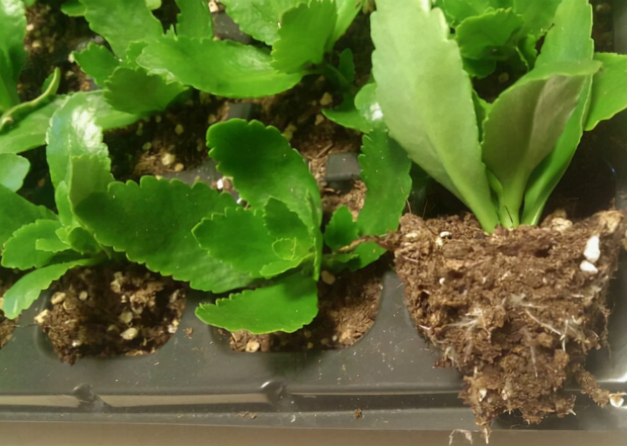 春天种的花花草草,9种花掐根枝就能活不用管就爆盆