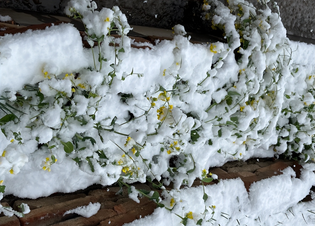 下桃花雪是什么预兆,三月下鹅毛大雪什么征兆