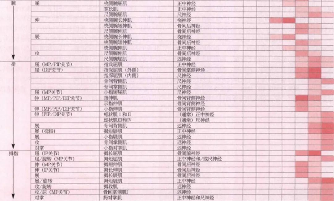 脊神经支配区域解剖图简图,脊神经及其分支的支配范围