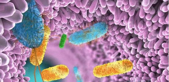 淀粉来源和糊化度对肉鸡生产性能和小肠消化的相互作用