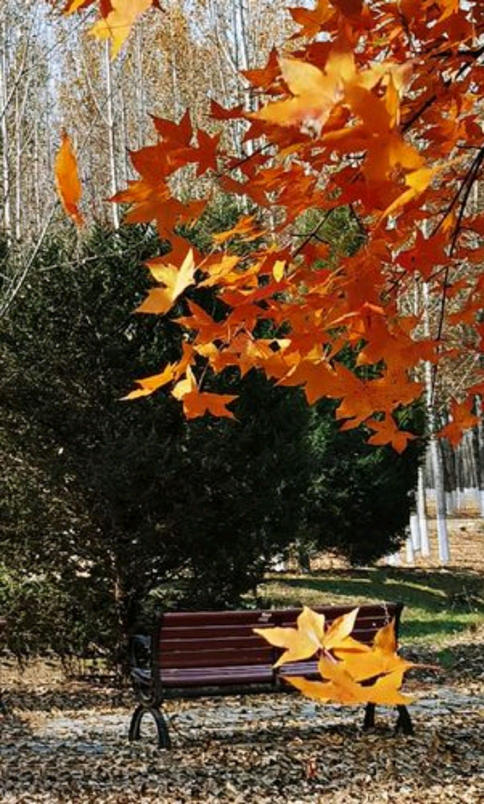适合一个人安静的散文,散文寻一处心灵的静谧