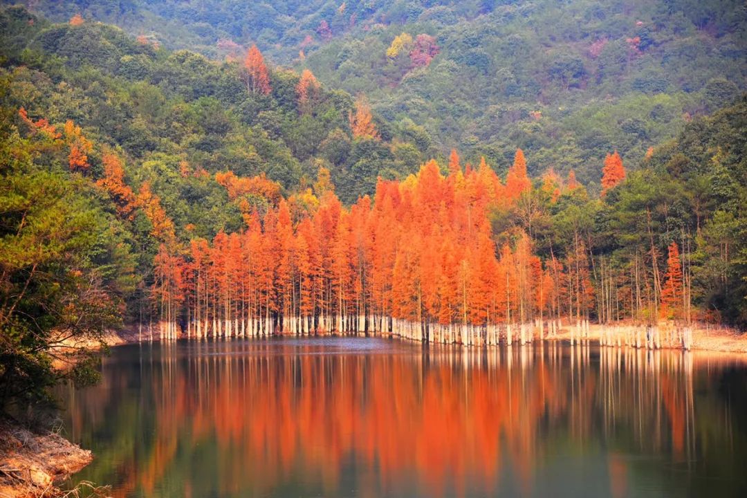 这座被赚钱耽误的浙江小县城，藏着无数吃货惦记的世界美食