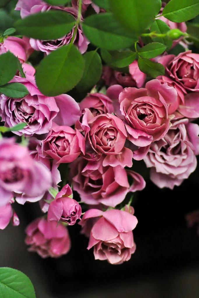 日本月季耐阴品种,日本葵月季适合两广吗