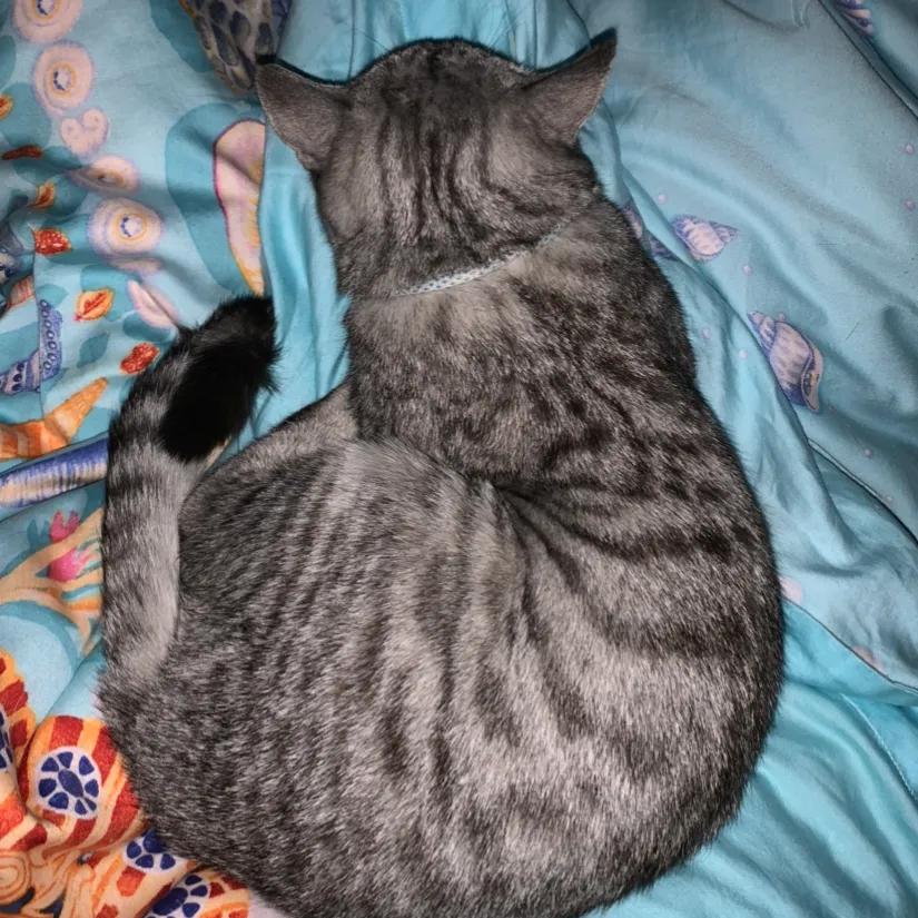 给小猫咪洗澡是什么样子,可爱的小猫咪洗澡