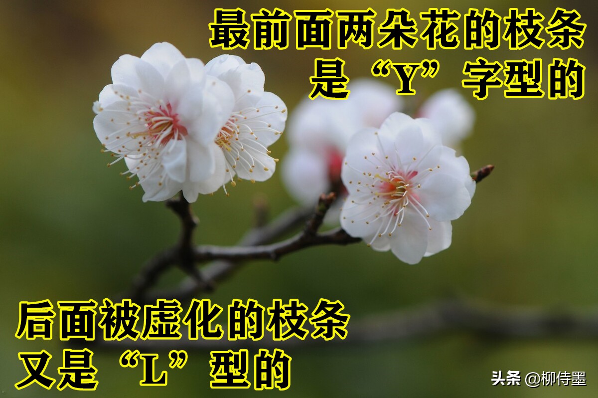 拍摄梅花多重曝光的技巧,拍摄梅花用什么镜头最好