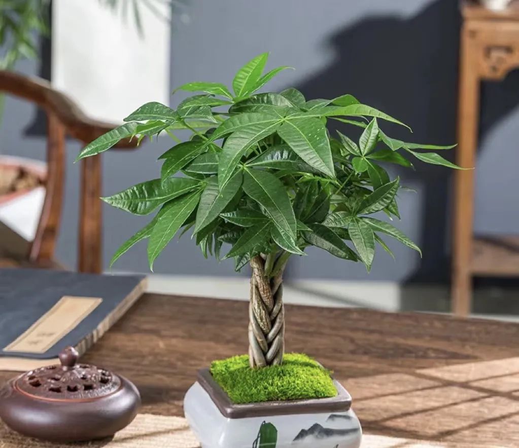 养花就养这几款好养易活,新手养花如何养便宜又好看