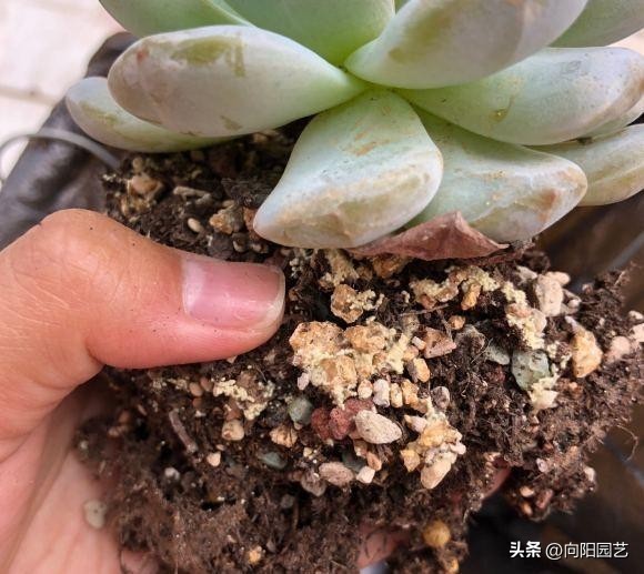 泥炭土适宜养殖生桩吗,泥炭土哪个型号适合种花