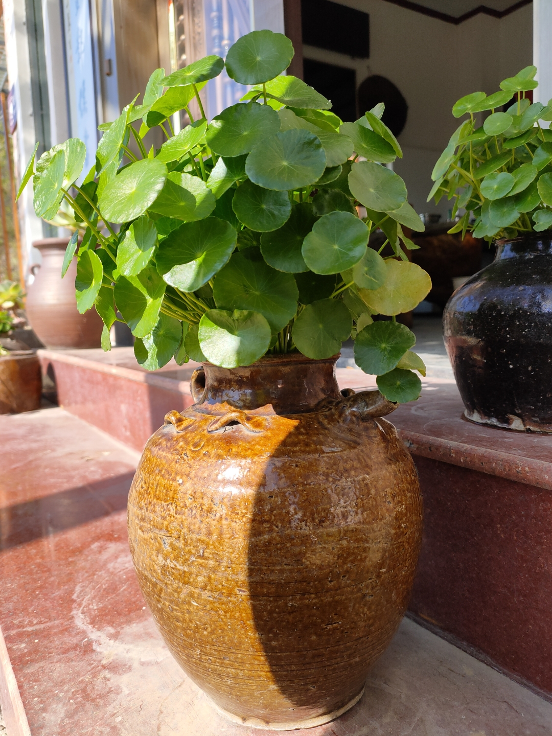 家庭客厅养什么花好看又旺财,客厅最吉祥的三种花