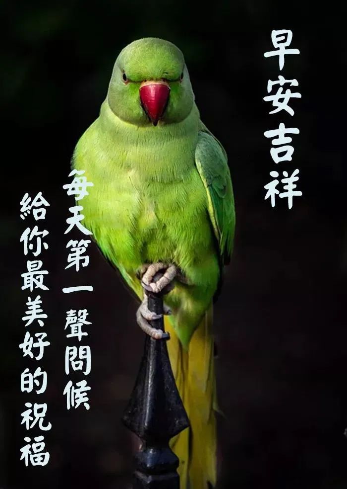 精美早上好问候语图片带字图文,文字中加带表情包的早上好问候语