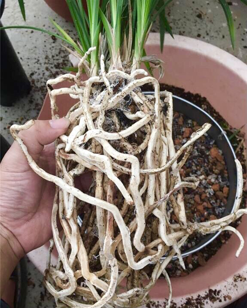 兰花需要什么菌才能活,兰花植料长白色菌丝什么原因