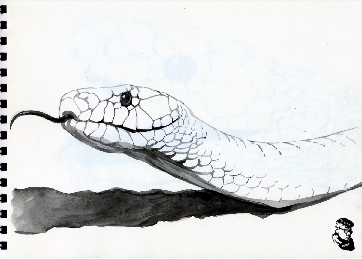 眼镜王蛇吃眼镜母王蛇真实记录,眼镜王蛇在蛇类中有天敌吗