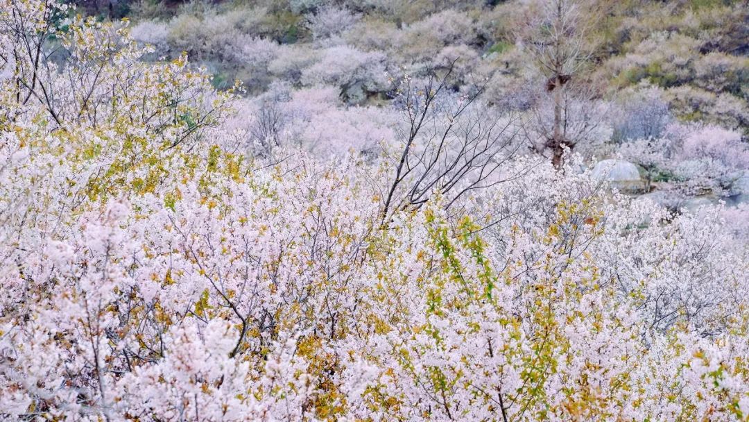 疫情快过去吧，我不想错过这座海滨老城的春天