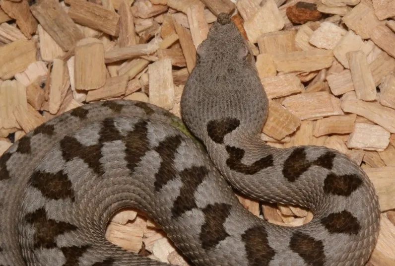 「原来欧洲有这么多种蛇？！」偷师卡塞尔的豢龙大师·下