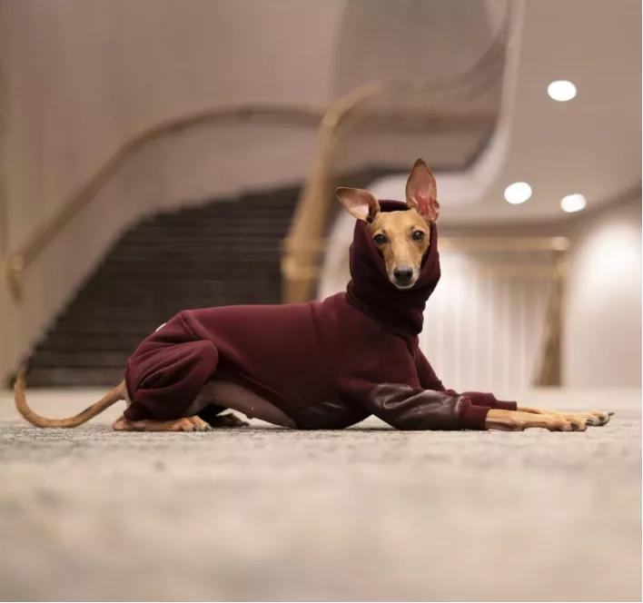 一只流浪狗被收留后成功的逆袭了,一只被遗弃狗狗的逆袭之路