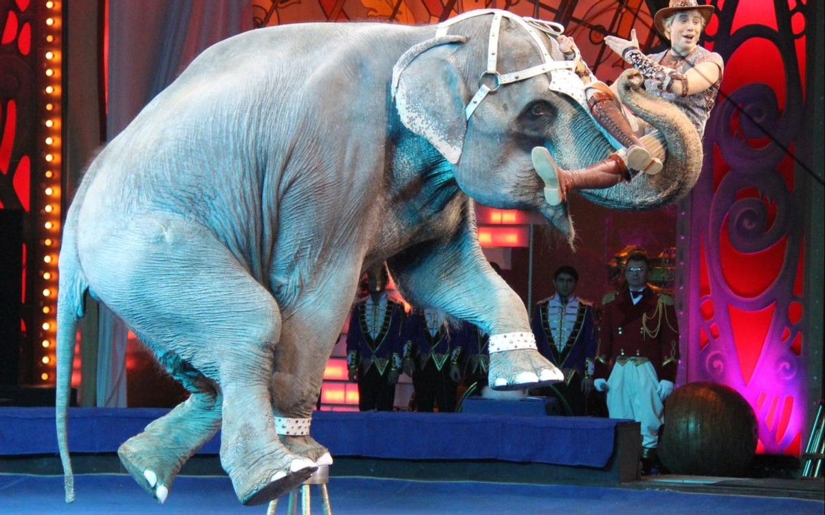 泰国大象发怒伤人视频,泰国大象杀死主人后逃走