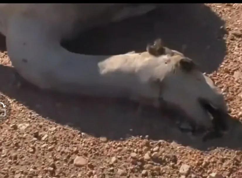 在沙漠里碰到渴死的骆驼会怎么样,在沙漠里遇到渴死的骆驼不能触碰