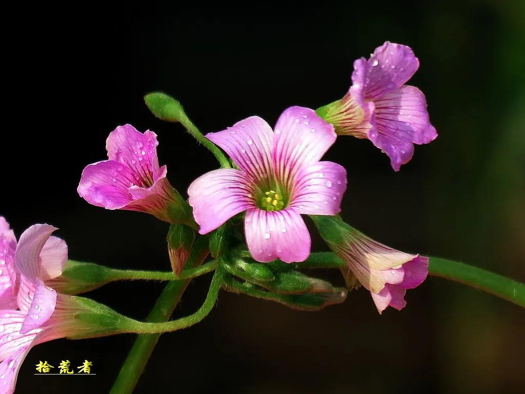酢浆草黄色大花,类似酢浆草的野花叫什么