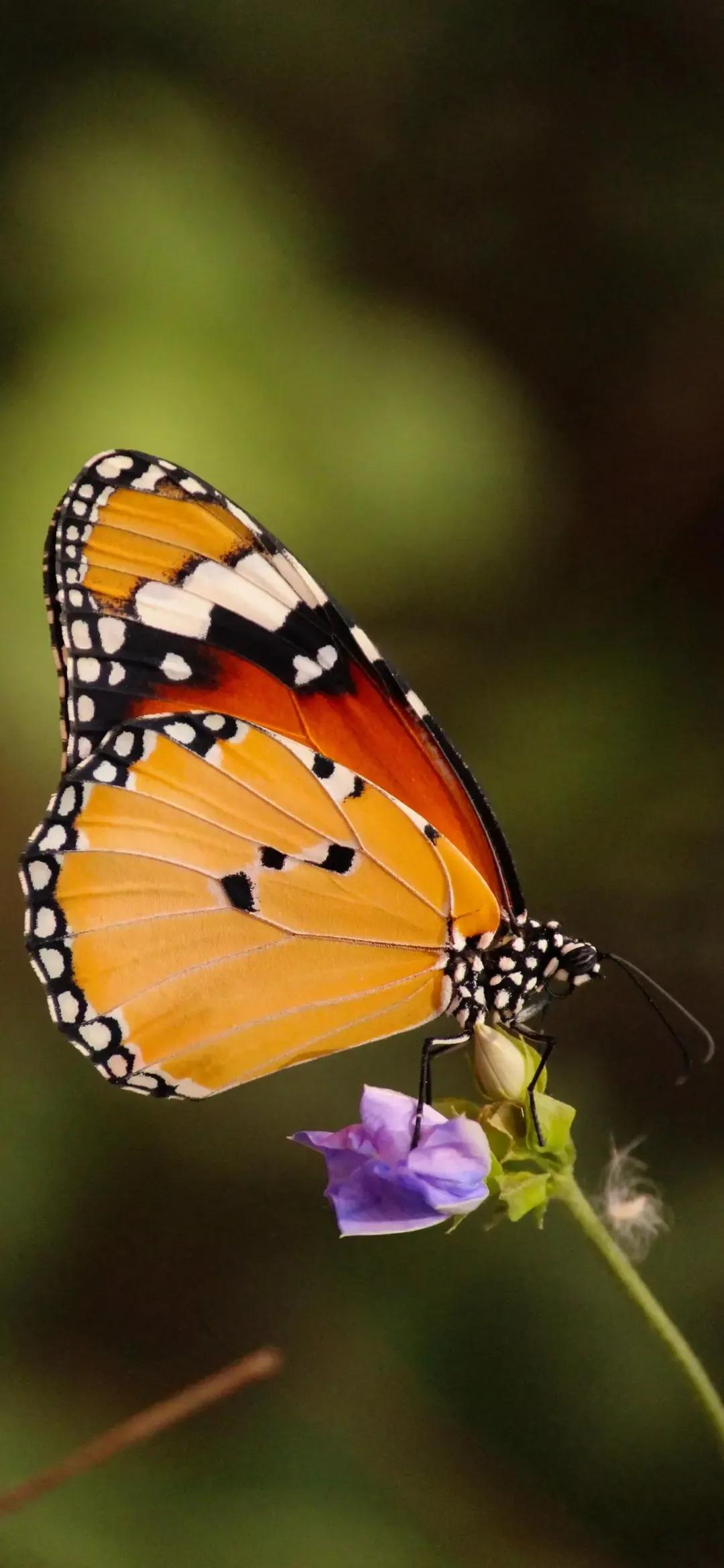 歼20高清壁纸4k全屏无水印,精选壁纸高清无水印高级感