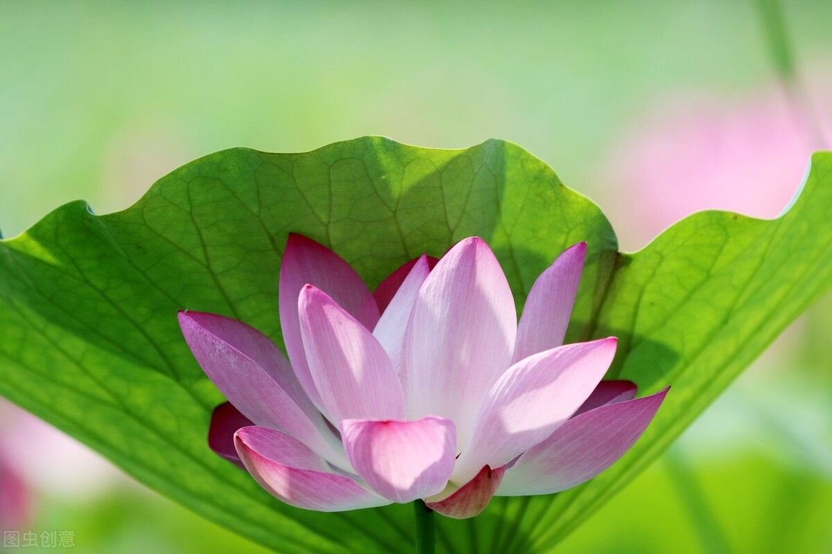 厚德载物积德是福,厚德载物往后会更加积德行善