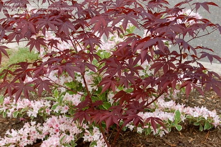 「秋天必看」枫树图鉴22年版——鸡爪枫及日本枫篇