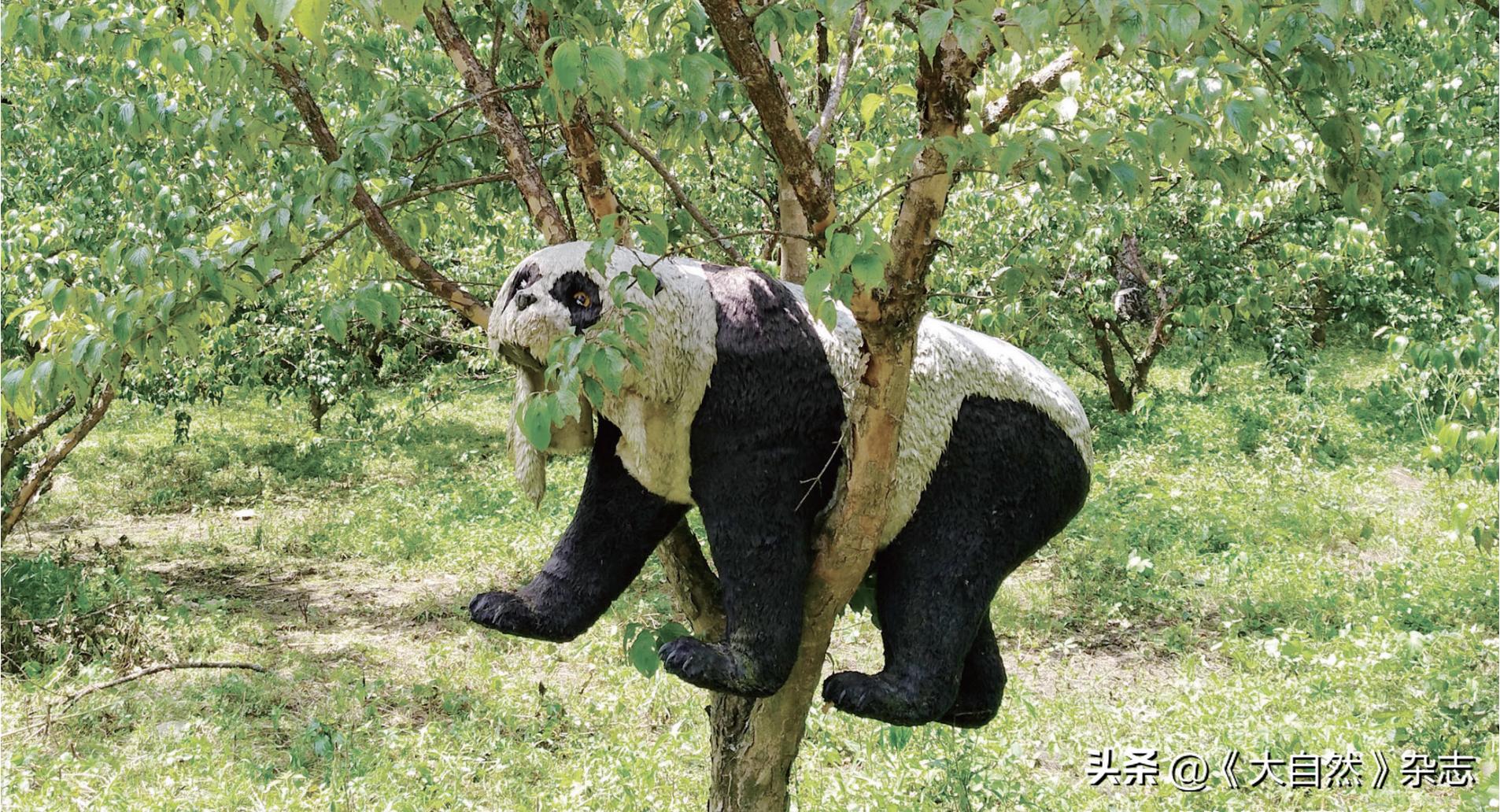 秦岭森林公园大熊猫,野生大熊猫熊洞