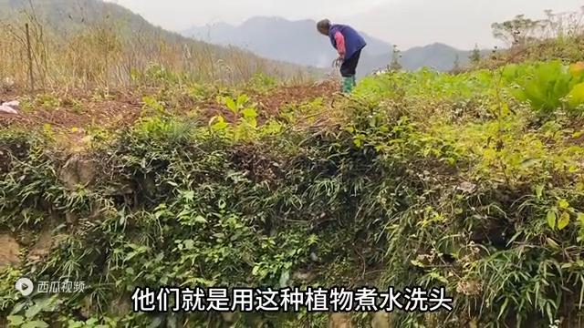 有白头发不用愁,有白头发的不要发愁