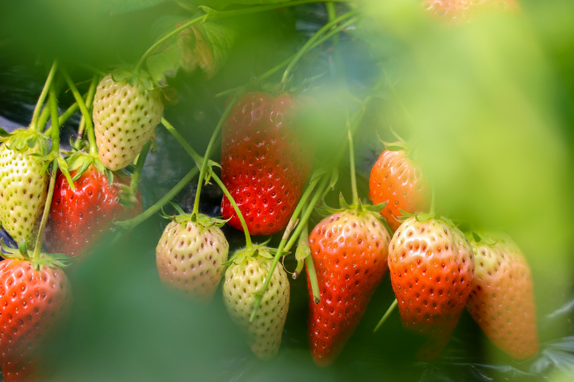 “云”上摄影展丨《徐村*光春**美人勤春来早》