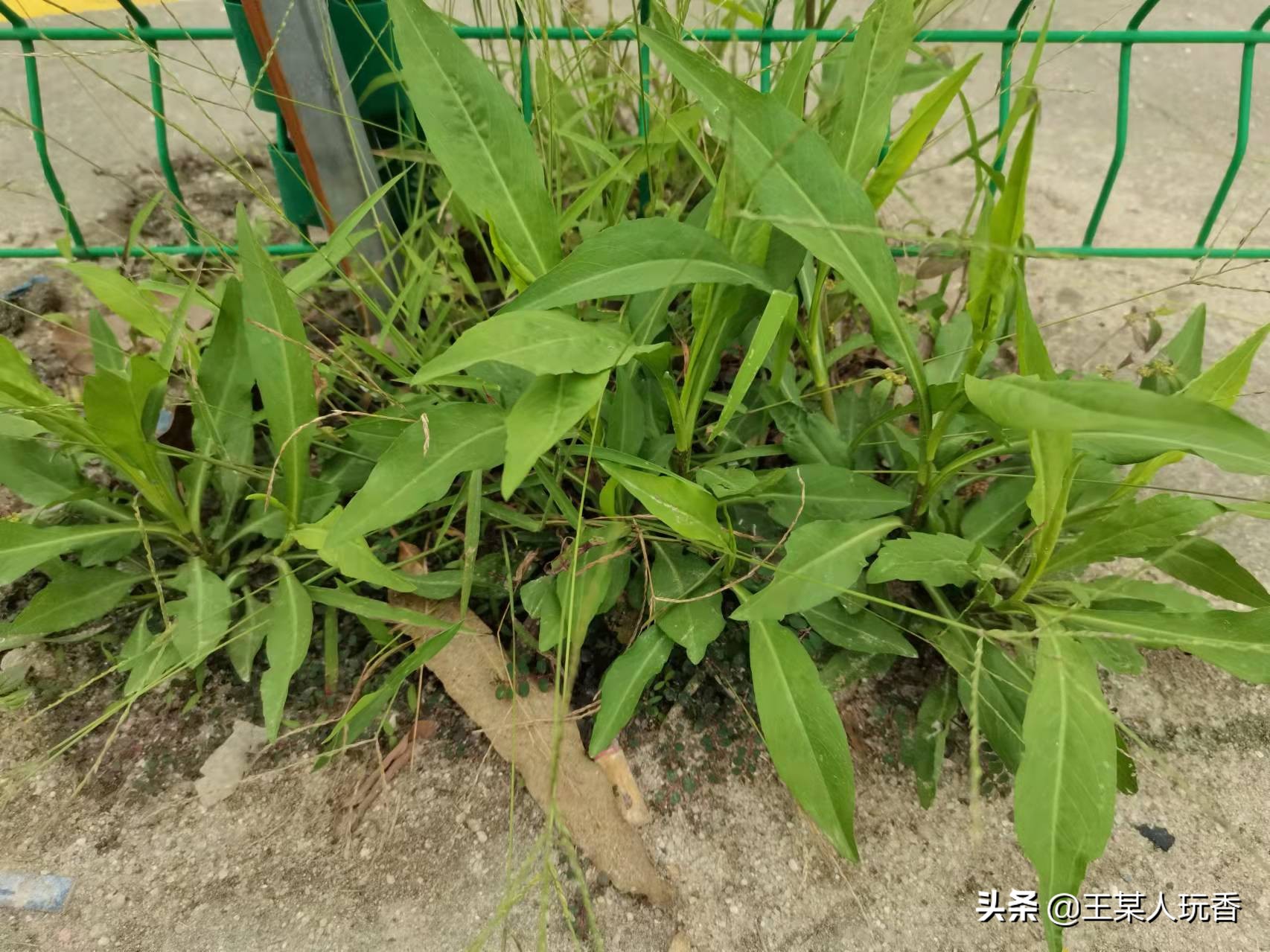 石家庄挖野菜攻略,挖野菜攻略