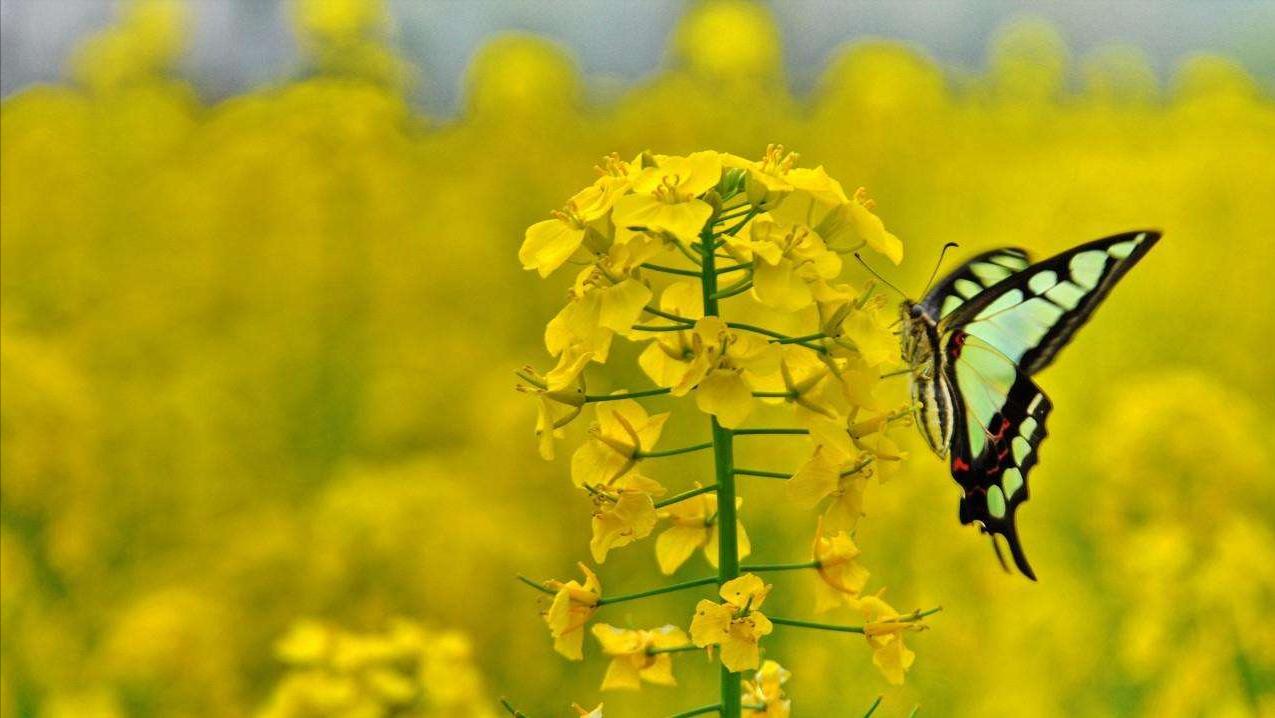 关于丛中戏蝶的古诗词,关于蝶和花的诗句古诗