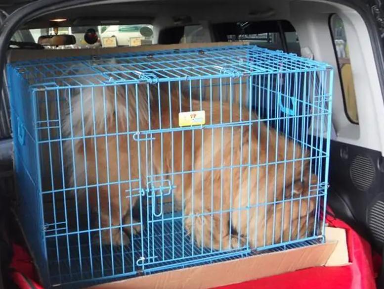 长途搬家宠物怎么带,长途搬家带宠物攻略