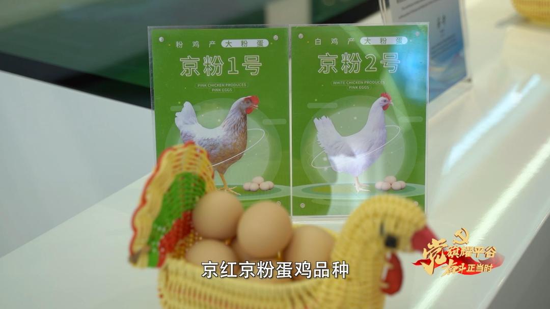 【*党**旗耀平谷奋斗正当时】微视频丨孙皓：播撒增收致富的“金种子”