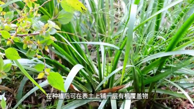 种植石菖蒲真的有那么火吗,大面积石菖蒲的种植方法