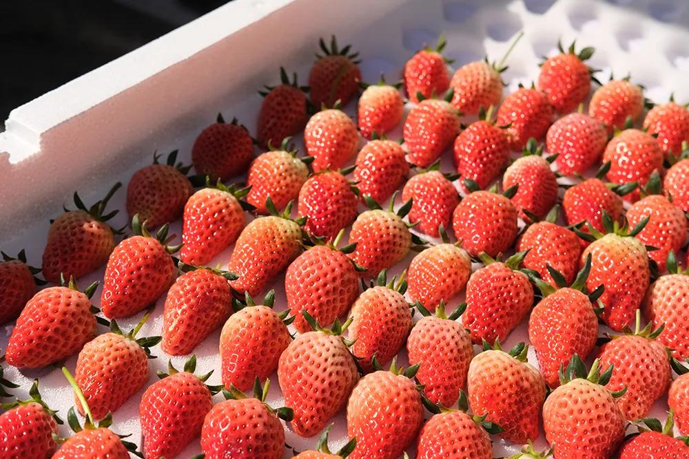 没想到有一天，在菜场被馋哭