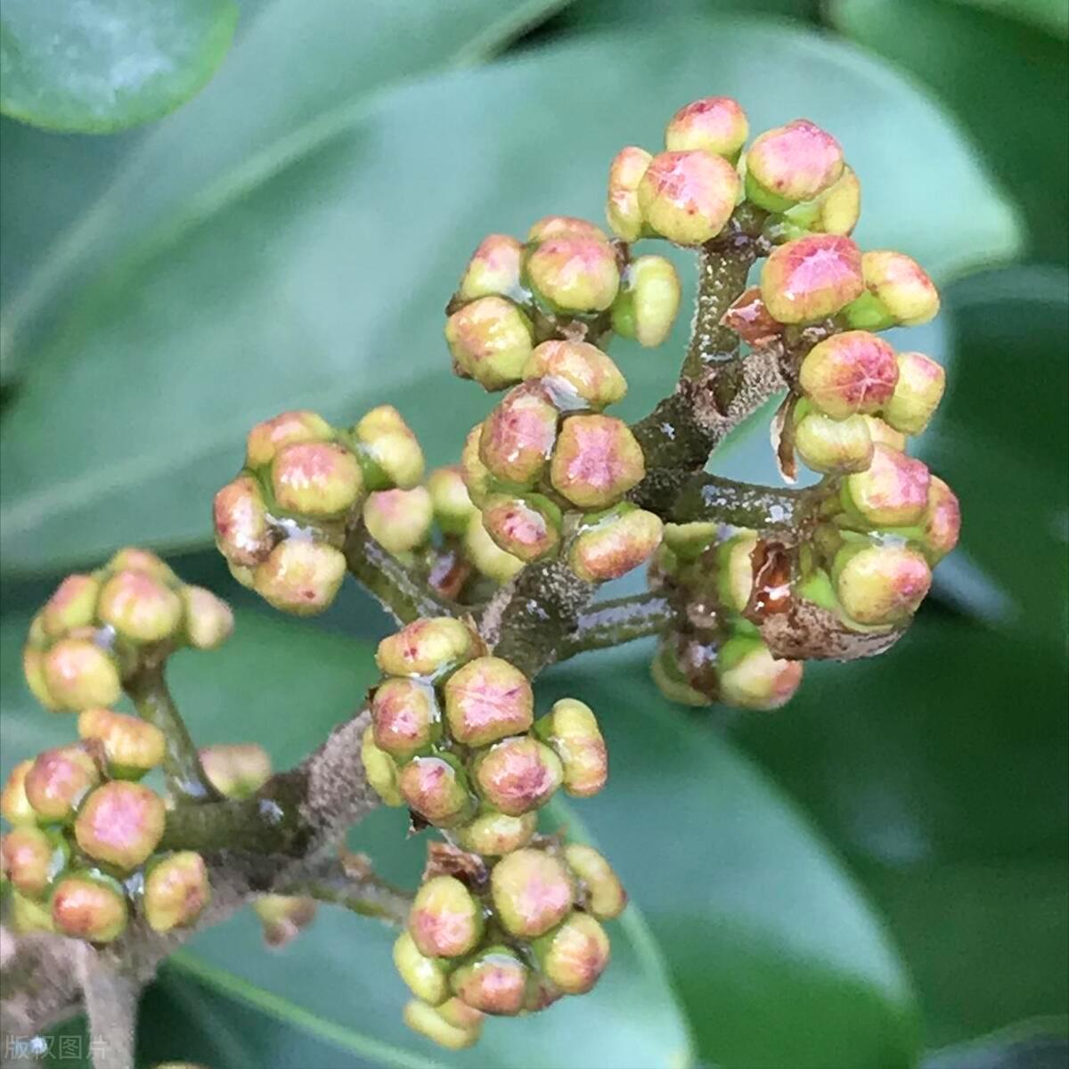 鹅掌藤怎么养叶不黄,鹅掌藤叶子耷拉的原因及解决方法