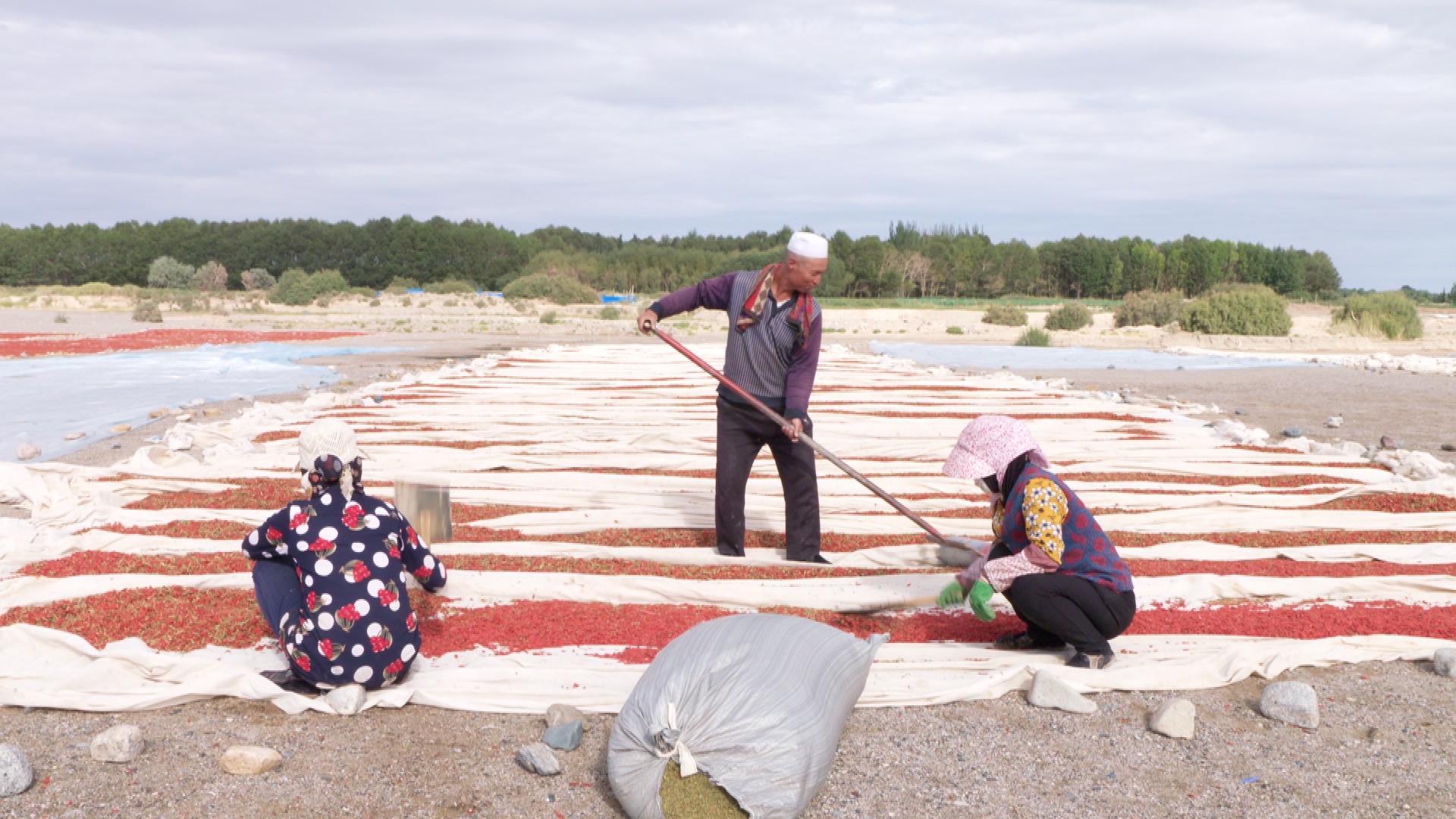 青藏高原诺木洪枸杞,青海诺木洪枸杞什么时候采摘结束