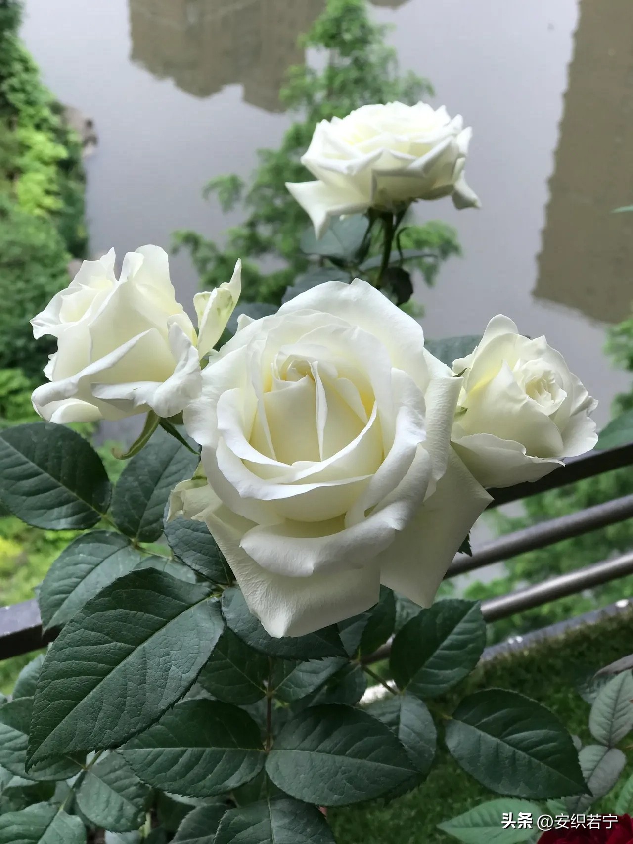 比较推荐的月季,十种夏天好养的月季