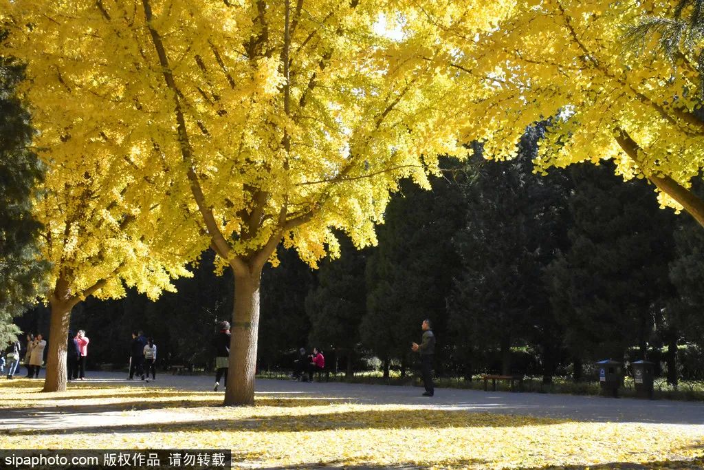 来北京必逛皇家园林,北京具有特色的皇家园林
