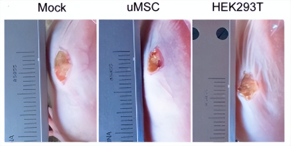 外泌体护肤品运用,国外外泌体应用