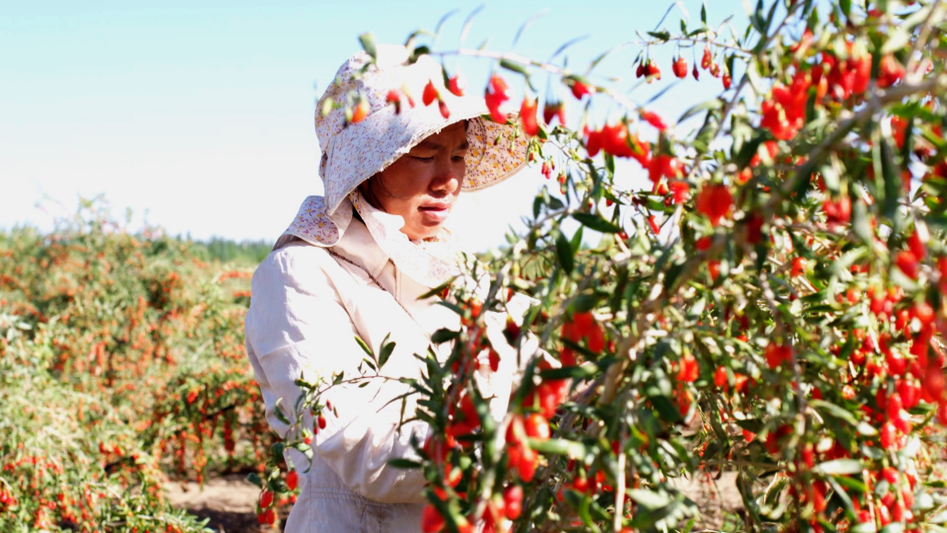 青海诺木洪枸杞今年什么时候摘,青海诺木洪枸杞采摘