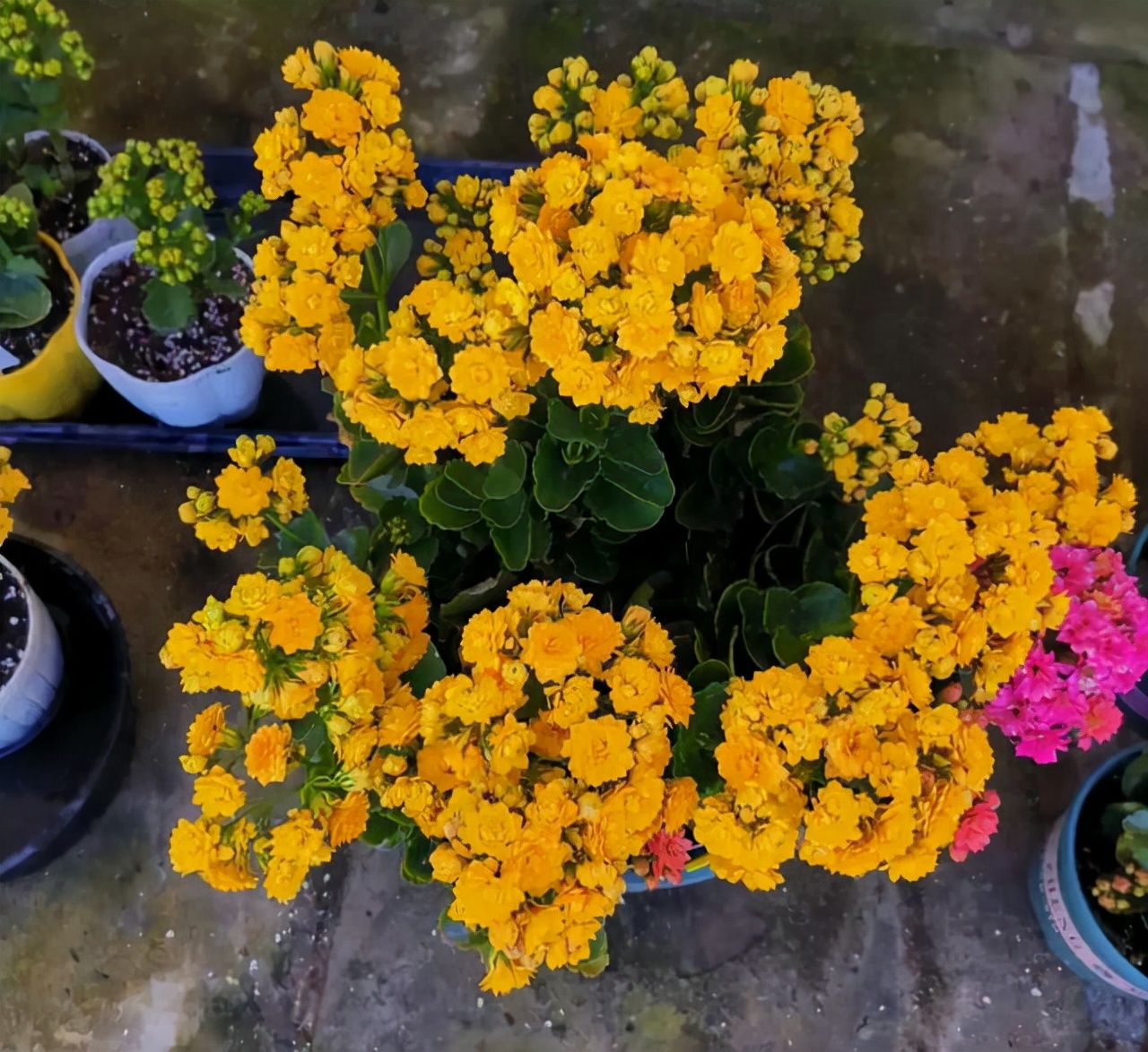 长寿花叶子畸形了,长寿花叶子小是怎么回事