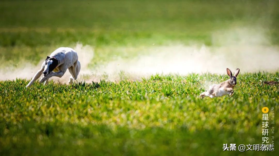 兔子来阳台,兔子来到新家