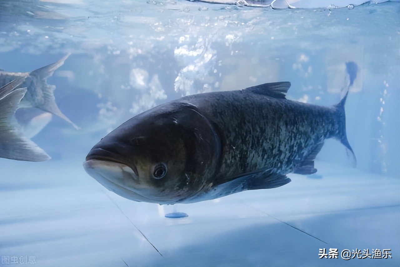 喝水就长肉，一次产卵百万枚，鱼类为何没能成为主要肉类？