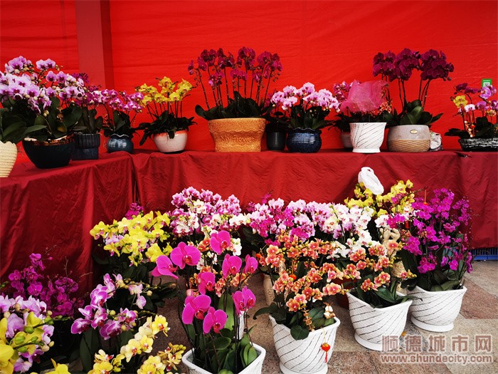 逛花街视频,逛花街的视频