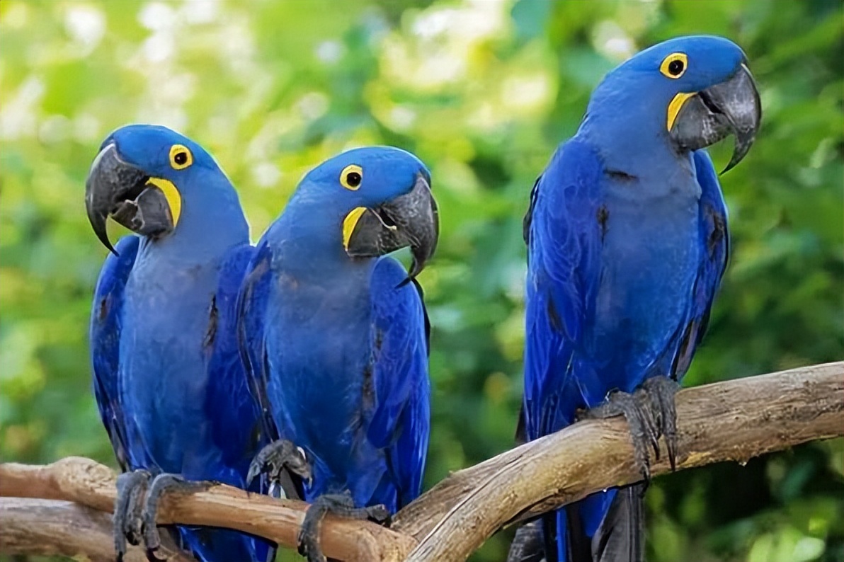 金刚鹦鹉有哪些品种,十大金刚鹦鹉品种