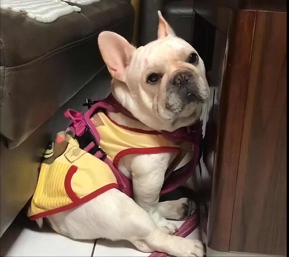 狗狗意外获得超能力从此走向巅峰,狗狗意外获得五环拥有了超能力