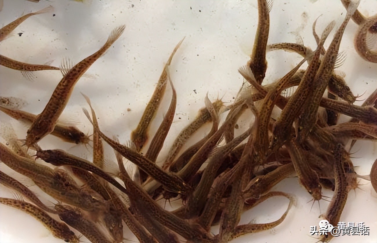 下河抓鱼最好的办法,下河抓鱼是怎么抓的